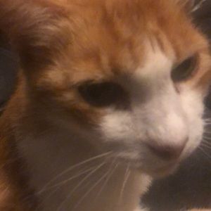 Meet your Posher, Adam